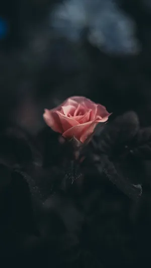 Black Rose Aesthetic Phone Wallpaper
