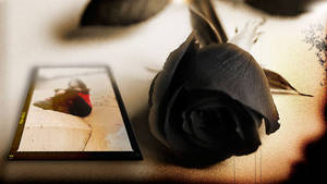 Black Rose And Photograph Wallpaper
