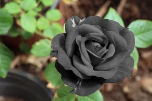 Black Rose Flower Wallpaper