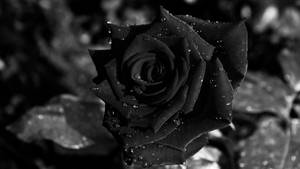 Black Rose In Garden Wallpaper
