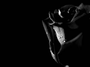 Black Rose In The Dark Wallpaper