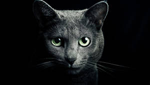 Black Screen 4k With Gray Cat Wallpaper