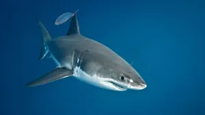 Black Shark And His Prey Wallpaper
