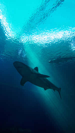 Black Shark Dark Green Portrait Wallpaper