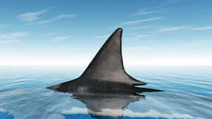 Black Shark Sharp Fin Wallpaper