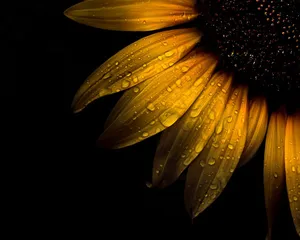 Black Sunflower Water Droplets Wallpaper