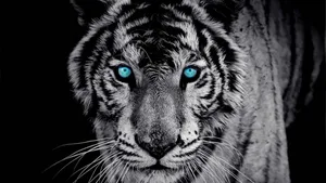 Black Tiger Glowing Blue Eyes Wallpaper