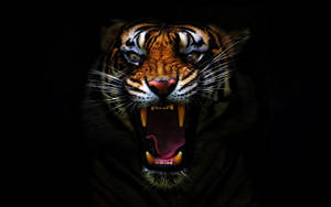 Black Tiger Stripes And Ferocious Fangs Wallpaper