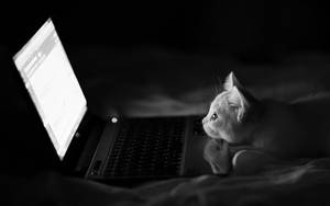 Black White Laptop Cat Wallpaper