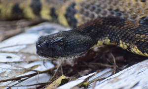 Black Yellow Timber Rattler Snake Wallpaper