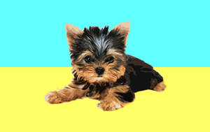 Black Yorkshire Cute Puppy Wallpaper