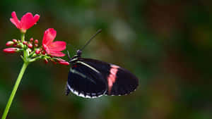 Blackand Orange Butterflyon Red Flower.jpg Wallpaper