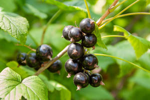 Blackcurrant In Sunny Day Wallpaper