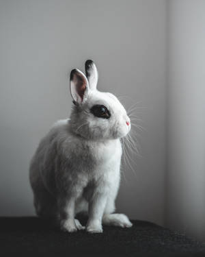Blanc De Hotot Rabbit Wallpaper