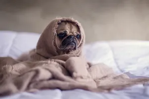 Blanket Covered Pug Dog Wallpaper