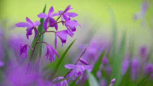 Bletilla Plants With Purple Flowers Wallpaper