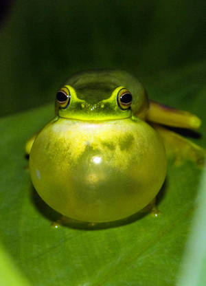 Bloated Green Frog Wallpaper