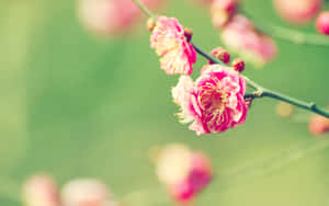Bloom In The Springtime Wallpaper