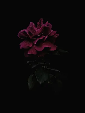 Bloom Rose Black And Pink Flower Wallpaper