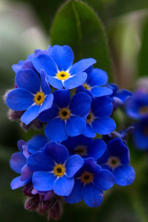 Blooming Beauty - Vivid Blue Forget-me-not Flower Wallpaper