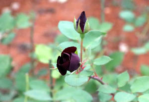Blooming Black Rose Wallpaper