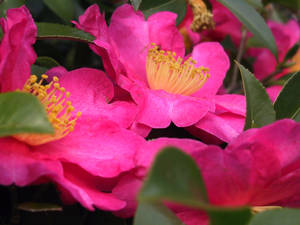 Blooming Camellia Sasanqua Under The Bright Sunlight Wallpaper