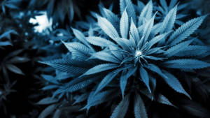 Blooming Cannabis Hemp Wallpaper