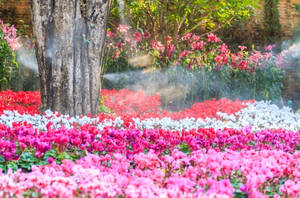 Blooming Cyclamen Garden Wallpaper