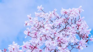 Blooming Magnolia Flower Dawsoniana Tree Wallpaper