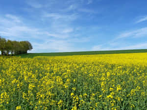 Blooming_ Mustard_ Field_ Landscape Wallpaper