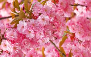 Blooming Pink Flower Wallpaper