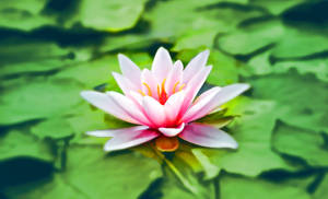 Blooming Pink Lotus Flower At Its Zenith Wallpaper