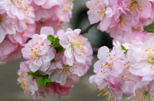 Blooming Sakura Branches.jpg Wallpaper