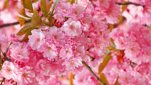Blooming Sakura Up Close Wallpaper