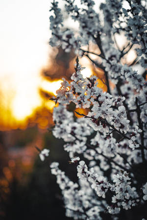 Blooming White Sakura Sunset Wallpaper