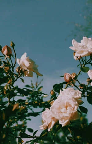 Blossoming Beauty - An Aesthetic Flower In Full Bloom Wallpaper