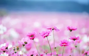 Blossoming Beauty In High Definition Wallpaper
