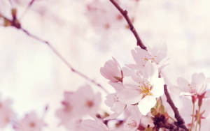 Blossoming Beauty Of The Sakura Trees Wallpaper
