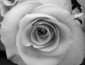 Blossoming Black And White Rose Wallpaper