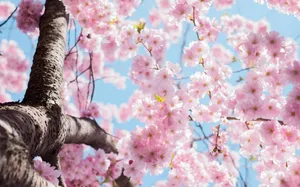 Blossoming Sakura Tree Against Blue Sky Wallpaper