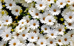 Blossoming White Daisy Flowers Wallpaper