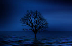 Blue 4k Lonely Tree Wallpaper
