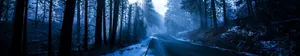 Blue Aesthetic Forest Road Wallpaper