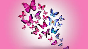 Blue And Pink Butterfly Wallpaper