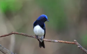 Blue Bird On Branch Wallpaper