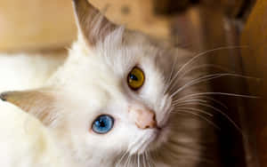 Blue & Brown Cat Eyes White Persian Cat Wallpaper