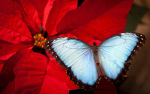 Blue Butterfly And Poinsettia Wallpaper