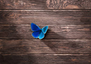 Blue Butterfly On Wood Wallpaper