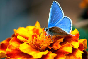 Blue Butterfly Orange Flower Wallpaper