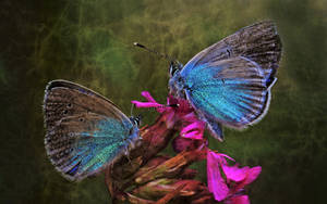 Blue Butterfly Romance Wallpaper